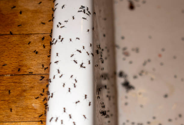 Wildlife Control Services in Blackwood, NJ