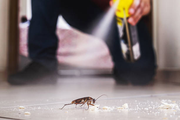Insect Control in Blackwood, NJ