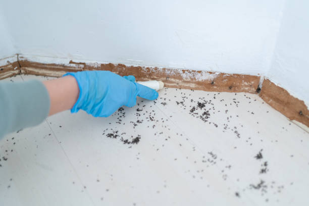Best Rat Extermination Near Me  in Blackwood, NJ